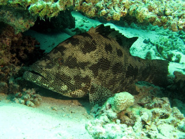 Epinephelus polyphekadion